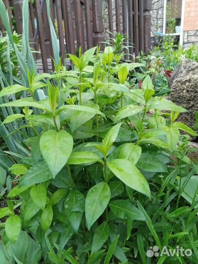 Многолетние садовые цветы