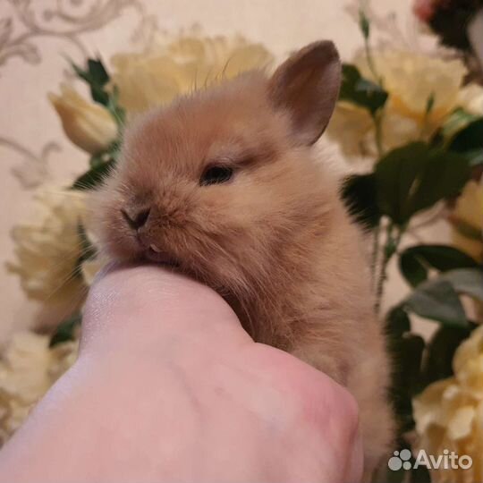 Карликовый кролик