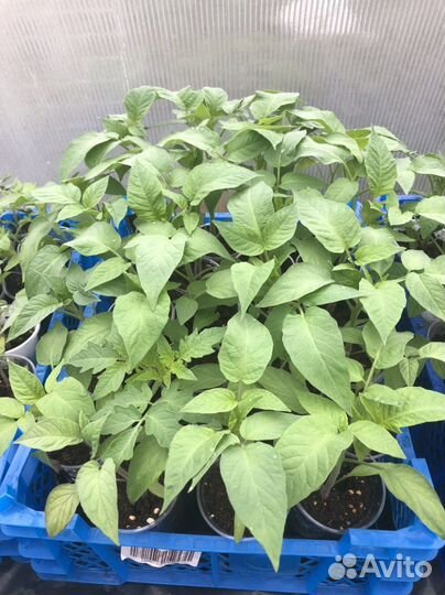Продам рассаду
