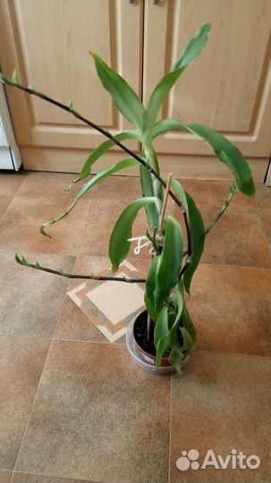 Золотой ус отросток