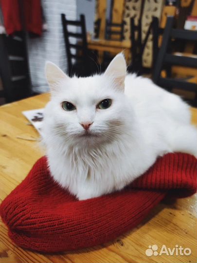 Кошка Вильде