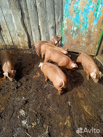 Племенные поросята дюрок