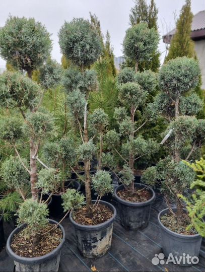 Бонсай из Аризонского кипариса