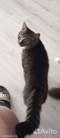 Коты бесплатно