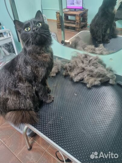 Услуги грумер.Стрижка собак кошек экспресс линька