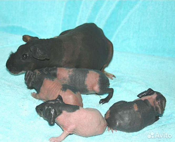 Жених Скинни ждёт невесту