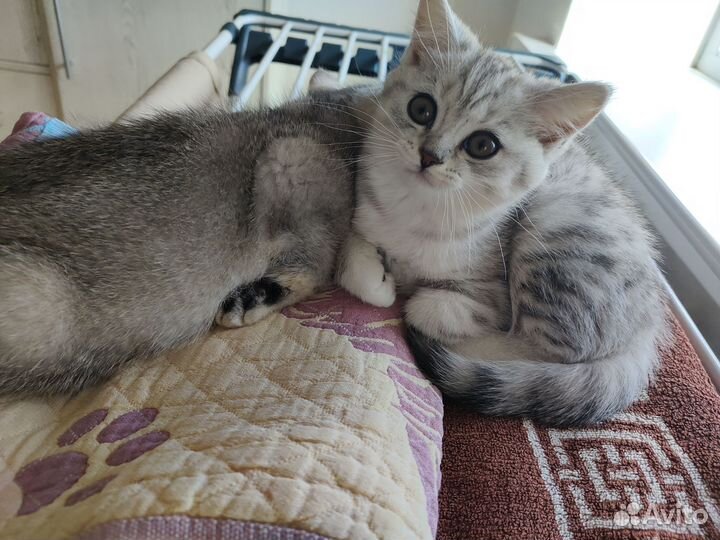 Котята scottish Fold
