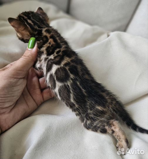 Бенгальская девочка