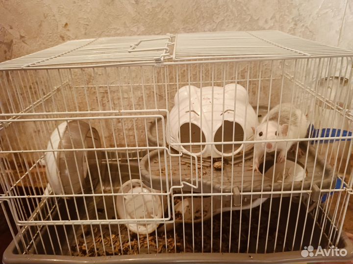 Крыса с клеткой со всем комплекиом