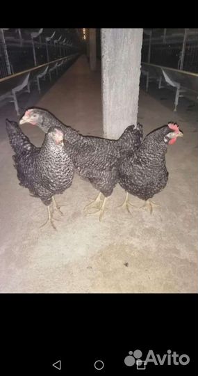 Куры несушки