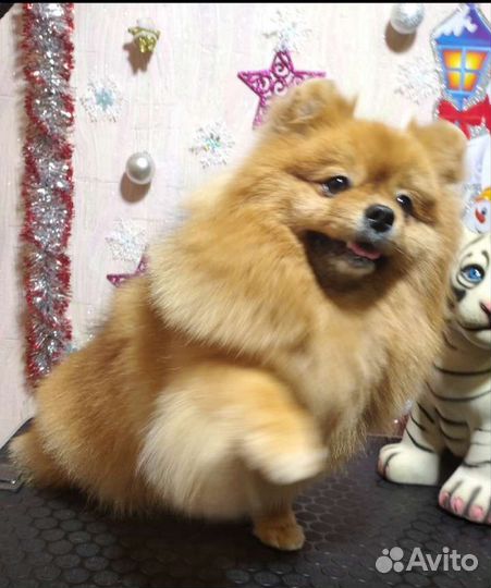 Стрижка собак