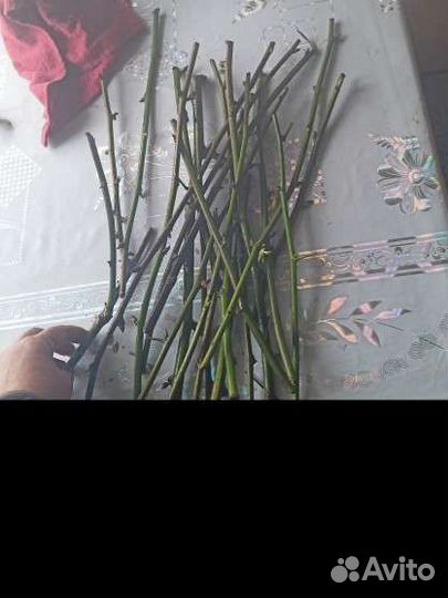 Черенки ежемалины