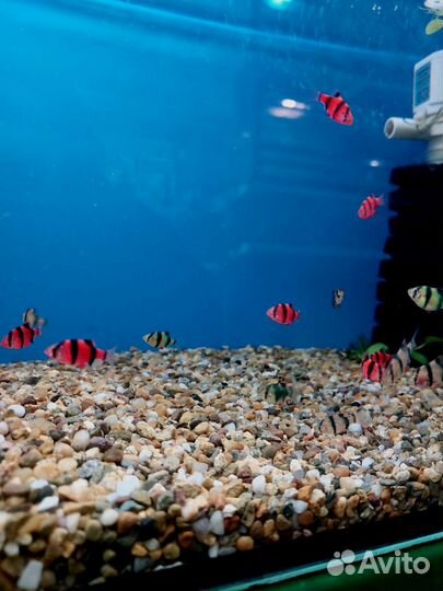 Аквариумные рыбки