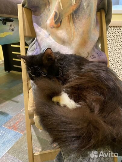 Отдам кота в добрые руки