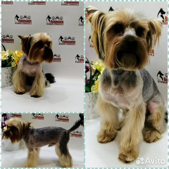 Стрижка собак, кошек. Чистка зубов