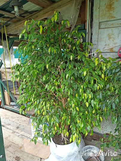 Фикус Бенджамина большой