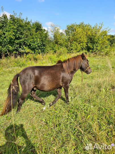Лошадь пони