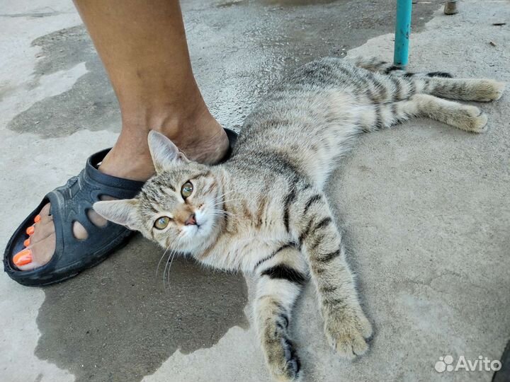 Кошка в дар бесплатно