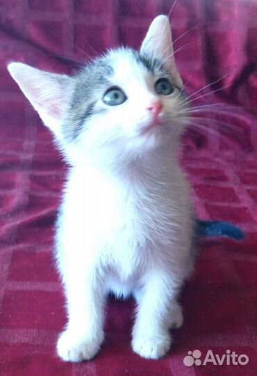 Котенок месячный в дар