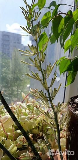 Сансевиерия 