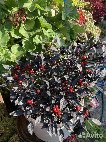 Перец острый