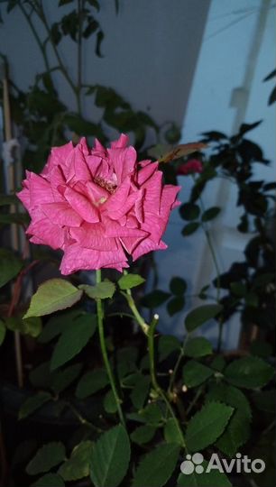 Роза комнатная