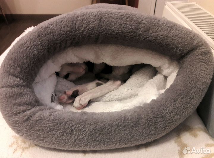 Лежак-нора для кошки\собаки