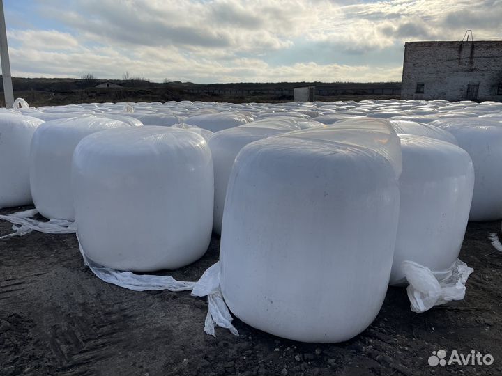 Свежий свекловичный жом круглый год