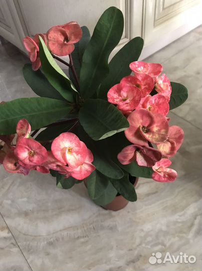 Молочай миля