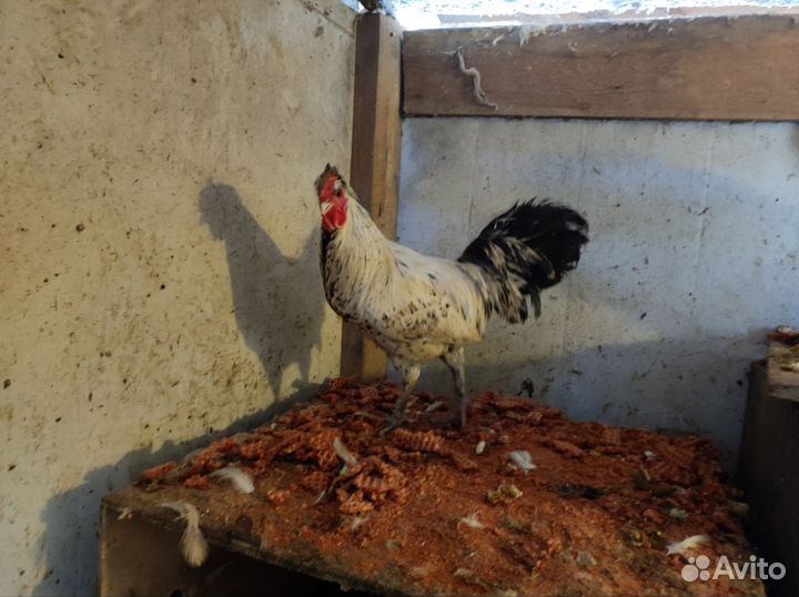 Молодые петухи