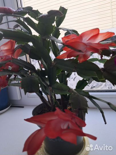 Комнатные цветы