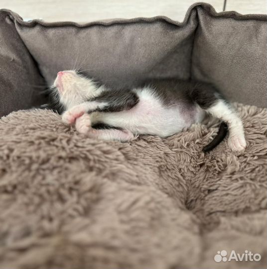 Котёнок ищет дом