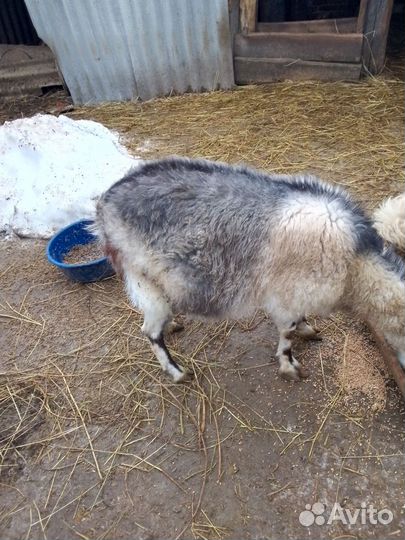 Коза ламанча