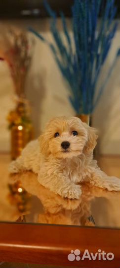 Щенки мальтипу f1 мини