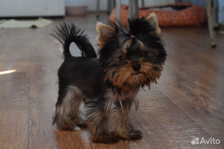 Йоркширский терьер. Вязка