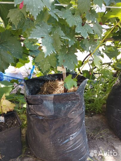 Саженцы винограда