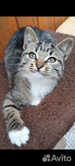 Котята