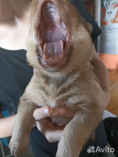 Щеноки в добрые руки