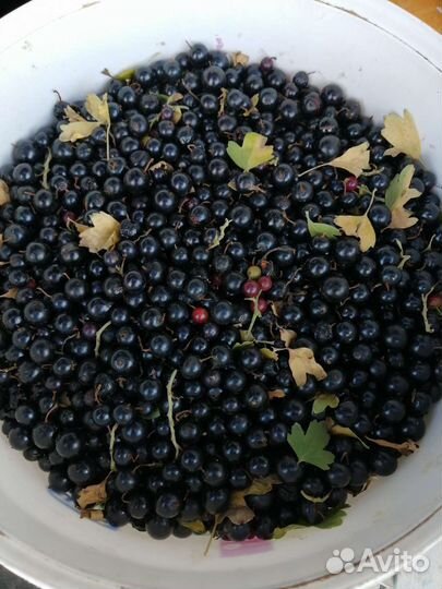 Черная смородина лесная