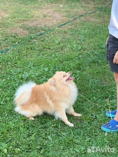 Шпиц для вязки