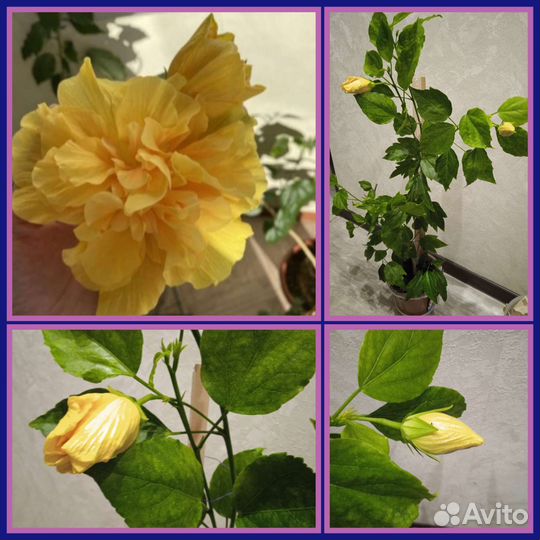 Гибискус редкий