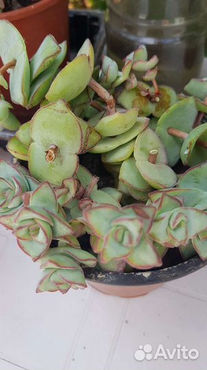 Кротон, красула перфората, мурдания, эхиверия