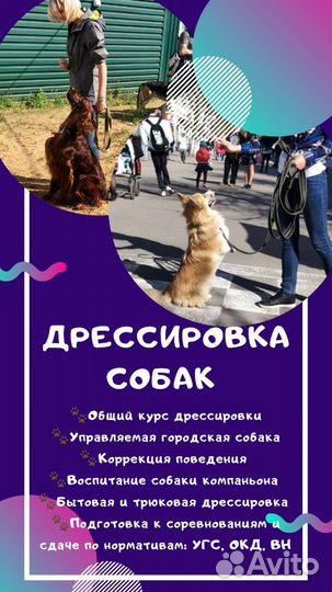 Дрессировка собак