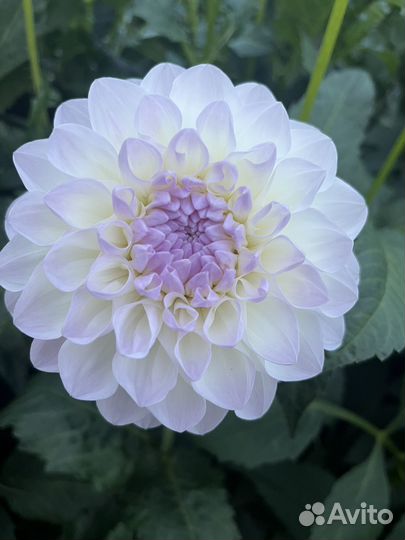 Георгины срезка