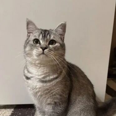 Шотландский прямоухий короткошёрстный котёнок