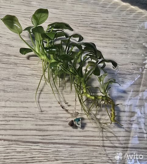 Продам аквариумные растения