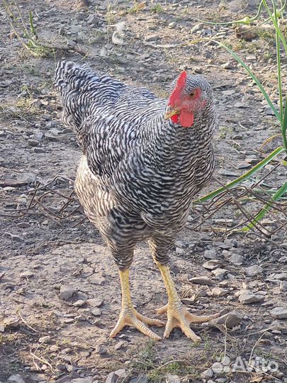 Молодые Петушки