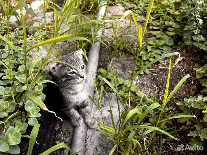 Вислоухие котята в добрые руки