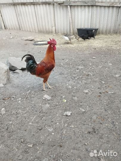 Молодые петухи