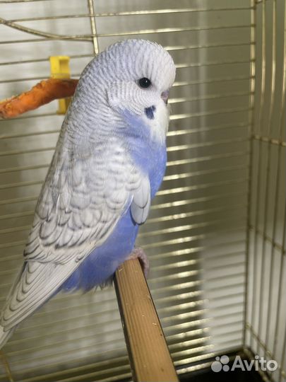 Птенцы волнистый попугай